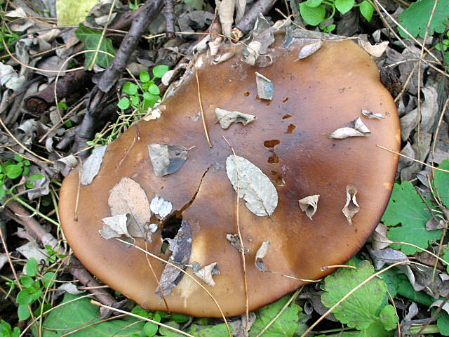 Clitocybe geotropa e Omphalotus olearius